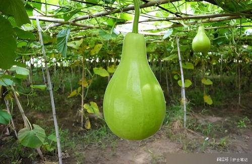 长的葫芦瓜怎么吃