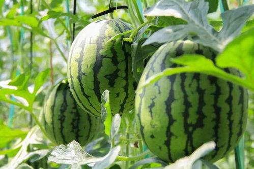 吃瓜群众电梯吃西瓜,吃瓜群众意外吃上西瓜