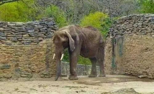 吃瓜大驴,网络红人的崛起与影响力