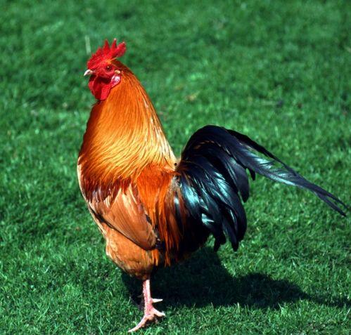 梦见别人吃鸡瓜,揭秘梦中别人吃鸡瓜的神秘寓意