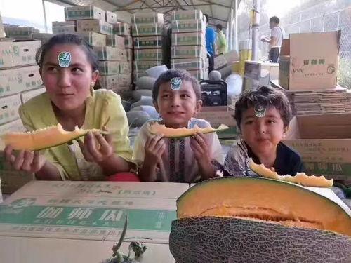 内地人吃伽师瓜,伽师瓜的美味之旅