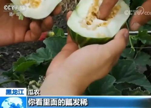 嘎嘎瓜怎么吃,解锁美味新体验