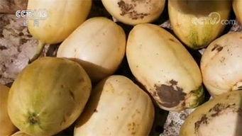 嘎嘎瓜怎么吃,解锁美味新体验