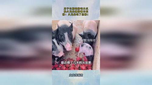 喂猪吃瓜直播,趣味农业直播新风尚