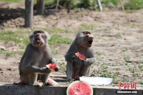 动物吃瓜趣事,趣味吃瓜瞬间大盘点