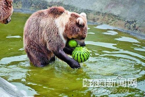 动物吃瓜趣事,趣味吃瓜瞬间大盘点