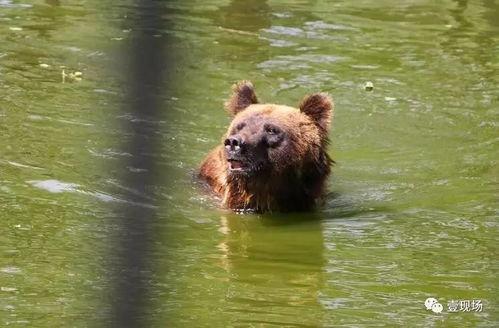 动物吃瓜趣事,趣味吃瓜瞬间大盘点