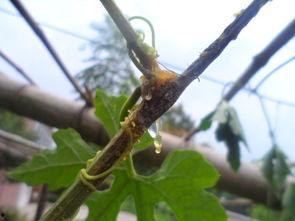 瓜娄怎样吃,解锁多样吃法，尽享美味时光