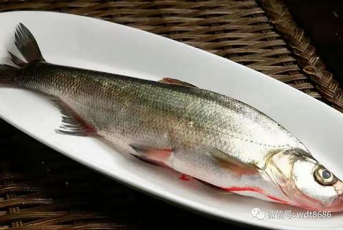 吃瓜呱鱼,揭秘吃瓜呱鱼的独特魅力与美食之旅