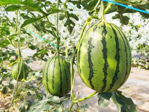 天津吃瓜事故详情,一场意外引发的公共安全反思