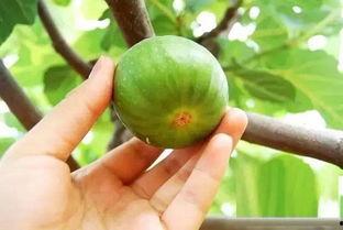 曝光青岛小伙吃瓜,意外成为网络热议焦点