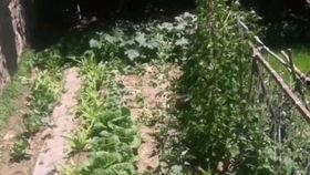 满城大园吃瓜,夏日盛宴等你来尝