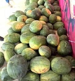 满城大园吃瓜,夏日盛宴等你来尝