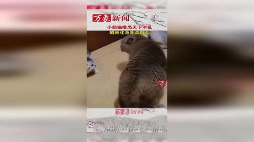 小猫吃瓜群众图片,萌态可掬的瓜界新宠