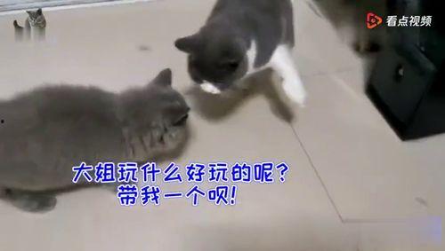 小猫吃瓜群众图片,萌态可掬的瓜界新宠
