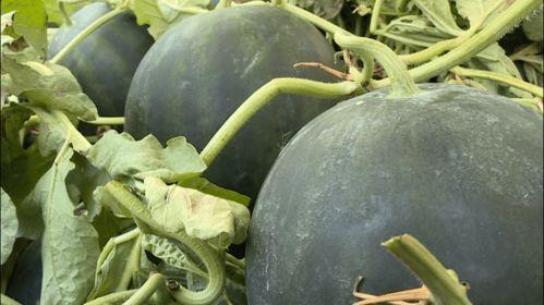 丽水本地吃瓜,本地吃瓜文化大揭秘