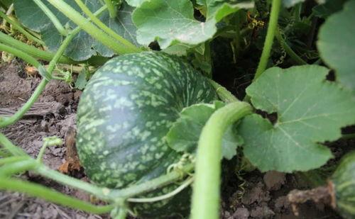 伦敦网红吃瓜事件,一场意外的网络热议