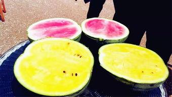 普宁吃瓜爆料,揭秘当地热点事件背后的真相