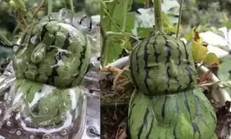 长生不老瓜怎么吃,揭秘神奇瓜果的食用之道