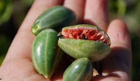 长生不老瓜怎么吃,揭秘神奇瓜果的食用之道