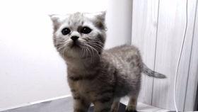 方块吃瓜喵,揭秘虚拟世界的趣味生活