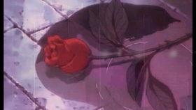 吃瓜的鼬神,揭秘娱乐圈幕后故事