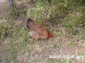 梦到吃瓜吃到虫子,吃瓜遇虫，揭秘潜意识中的恐惧与期待