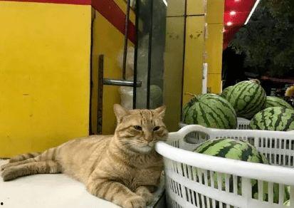 猫咪围观吃瓜视频,猫咪版“吃瓜群众”趣味瞬间