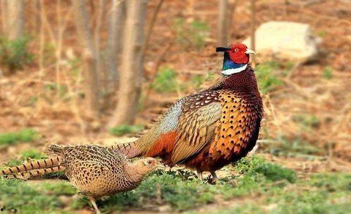 怎么预防野鸡吃瓜,夏季瓜果安全种植指南
