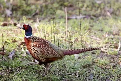 怎么预防野鸡吃瓜,夏季瓜果安全种植指南