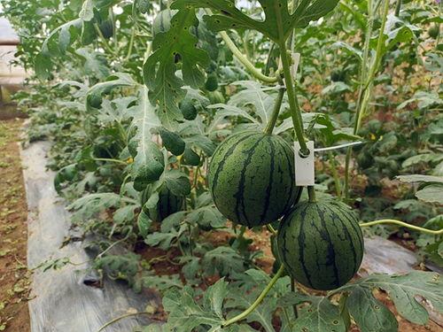 吃大瓜的小瓜,揭秘“吃大瓜”背后的“小瓜”世界