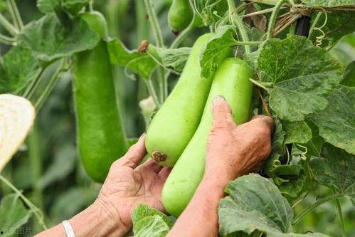 吃秋瓜的危害,警惕秋瓜危害健康之谜