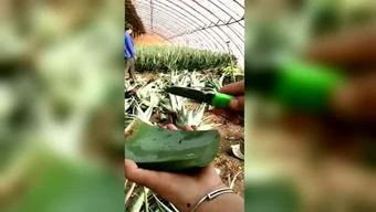 胖子吃八瓜,探寻美食与健康的完美融合