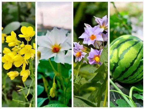 花田里吃瓜,一场别开生面的夏日盛宴