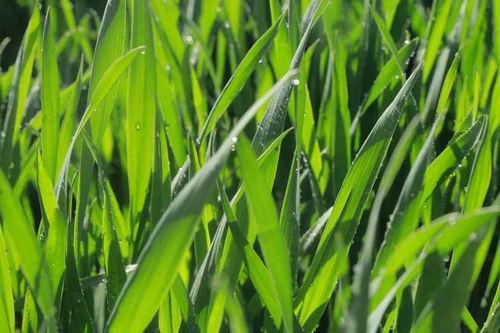 花田里吃瓜,一场别开生面的夏日盛宴