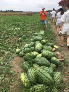 二阳吃的瓜,揭秘瓜农与瓜商的甜蜜博弈