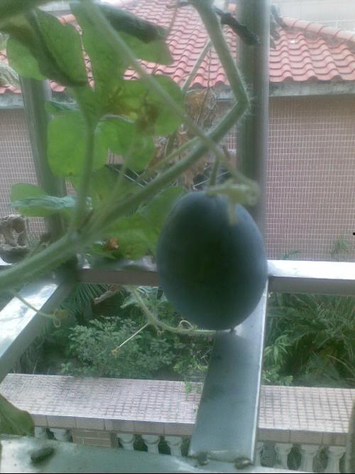 二阳吃的瓜,揭秘瓜农与瓜商的甜蜜博弈