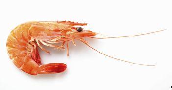 梨瓜可以和虾一起吃不,美味与健康共存的美味佳肴”