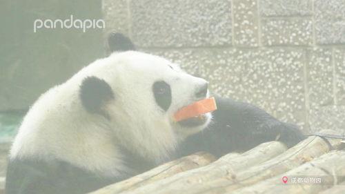 熊猫吃楠瓜,楠瓜的诱惑与魅力