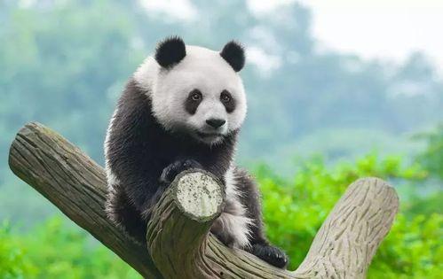 熊猫吃楠瓜,楠瓜的诱惑与魅力