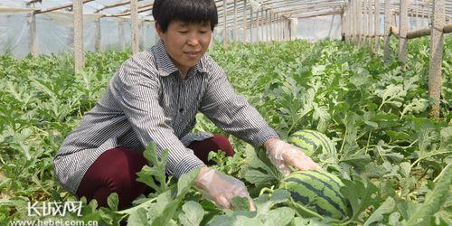 隆尧县吃瓜,瓜果飘香，品味田园生活