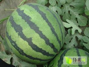 隆尧县吃瓜,瓜果飘香，品味田园生活