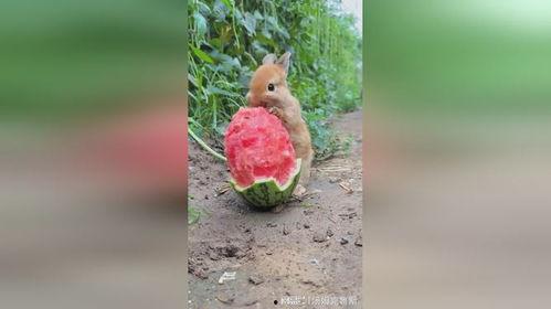 兔子吃秋瓜,兔子欢享美味时光