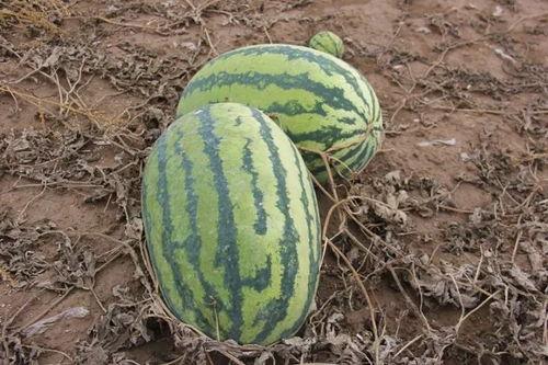 小含吃瓜,揭秘娱乐圈那些不为人知的幕后故事