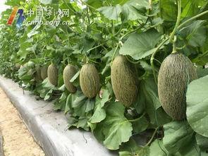 宁波圈内吃瓜,揭秘本地新鲜趣事