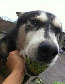 没有瓜吃没意思,生活才精彩