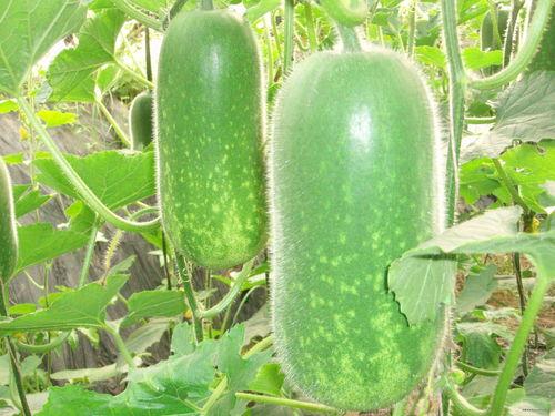 吃瓜1vs4,一瓜对四瓜，精彩对决即将上演