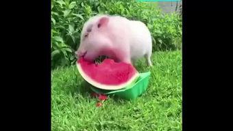 特效猪吃瓜