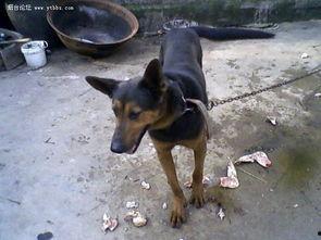 大狼狗吃瓜,揭秘动物界的趣味食趣