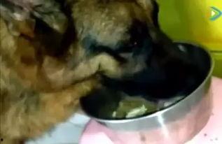 大狼狗吃瓜,揭秘动物界的趣味食趣